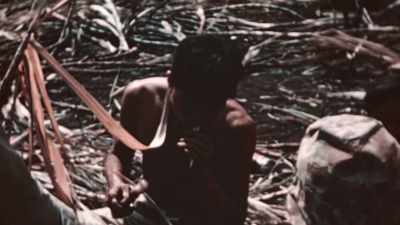 MANY HAVE BEEN
SUBSISTING ON SUGAR CANE. - The Pacific War in Color