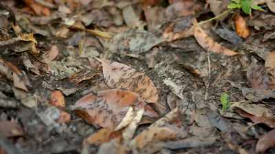 Many have disintegrated
over time - Lost Treasures of the Maya