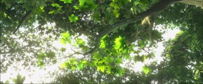 Many leaves one tree - Epic