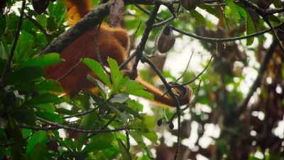 Many of the orangutans here - Our Great National Parks