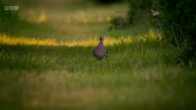 Many people see foxes just as scavengers... - Wild London
