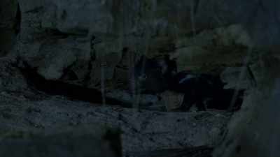 Many predators inhabit
a territory packed with prey. - Seven Worlds, One Planet