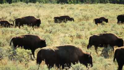 Many prey species that live in herds - Secrets of the Underground