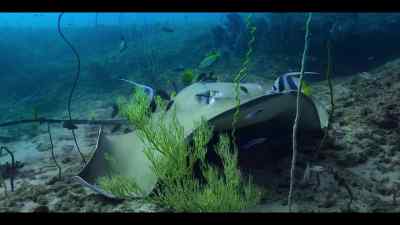 Many species of ray seek help here, - Our Oceans