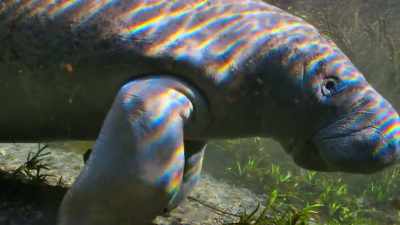 Many spend the summer in the sea, - Our Planet