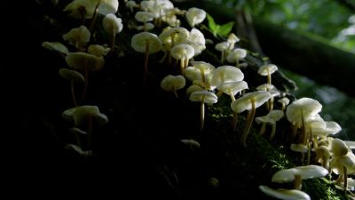 Many spread by releasing spores, - Hostile Planet