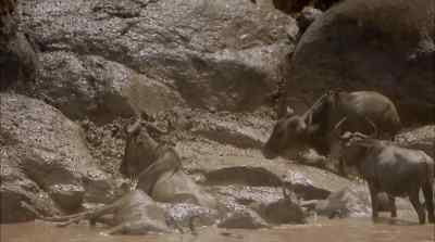 Many that survive the crocdiles - Africa: The Serengeti