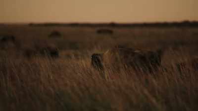 Many times did I "swear off," - The American Buffalo