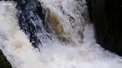 Many tire
and don't make it upstream. - Wales: Land of the Wild