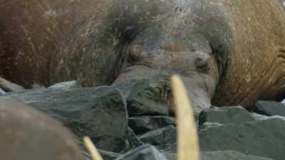 Many walrus that climb the cliffs
never make it back to the ocean. - Seven Worlds, One Planet