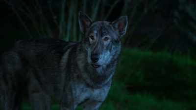 -Maplecrest Manor, here I come. - Phantom Pups