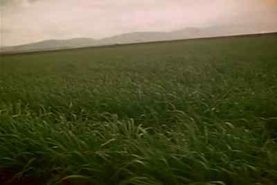 ♪♪[Mariachi Continues] - Garlic Is as Good as Ten Mothers