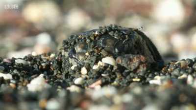 Marine iguanas lay
their eggs in sand. - Planet Earth: A Celebration