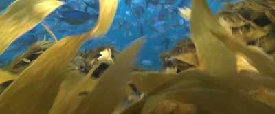 Marine permaculture
is a regenerative technology - 2040