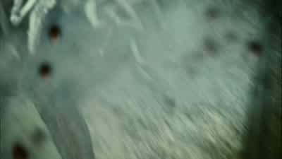 Marlena! - Cloverfield