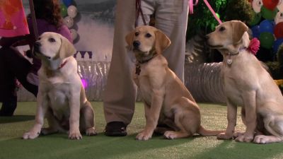 Marley you may be the world's worst dog - Marley &amp; Me: The Puppy Years