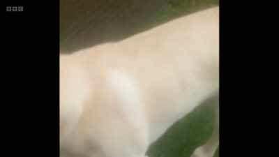 Marley's leg has healed, - 24/7 Pet Hospital