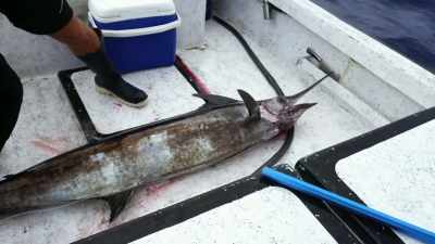  Marlin is highly
 sought after locally. - Deadliest Catch: Bloodline