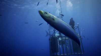 MÁRQUEZ: Juvenile great white
sharks haven't actually been able - Shark Attack Files
