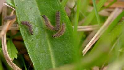 Marsh fritillary
butterfly caterpillars. - Wales: Land of the Wild