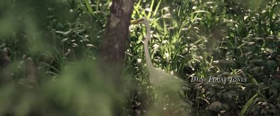 Marsh is not swamp. - Where the Crawdads Sing