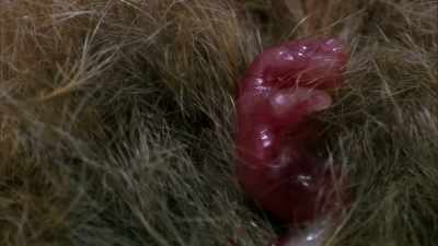 Marsupial babies
are born much earlier, - Modern Dinosaurs