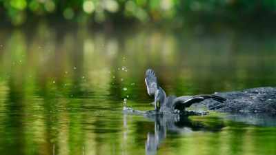 Mastering the art of deception - The Secret Lives of Animals