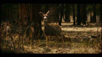  Matt: All right, deer,
say hello to your deer god. - A Most Atrocious Thing