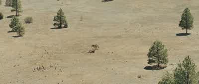 Mattie: Wahooo! - True Grit