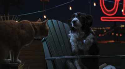 Max sure could use someone to talk to,
preferably someone who could talk back. - Cats & Dogs 3: Paws Unite