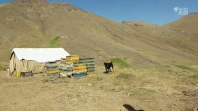 Maybe we can buy some honey.
(CHUCKLES) - From Russia to Iran: Crossing Wild Frontier