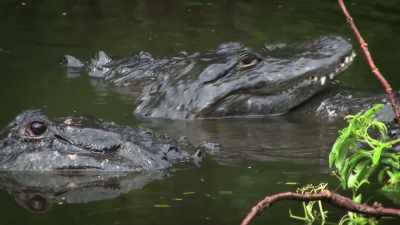 Maybe we could learn a thing or two
from these randy reptiles, - United States of Animals