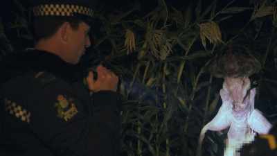 Maybe my cow-treeing theory
wasn't so ridiculous after all, eh? - Wellington Paranormal