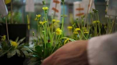 Maybe dandelions are
the future lifeblood - This Giant Beast That is the Global Economy
