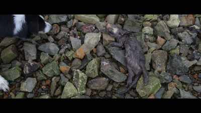 Maybe it got lost in a storm, - Billy & Molly: An Otter Love Story