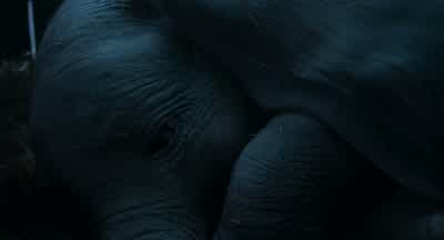 Maybe he wants to be alone. - Dumbo