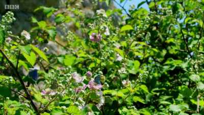 Maybe he'll have more
luck among the brambles. - Wales: Land of the Wild