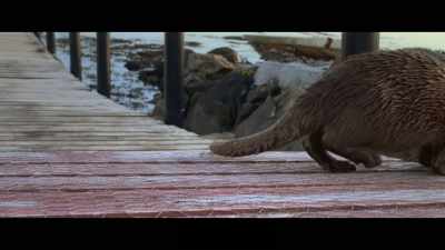 Maybe I was her last resort. - Billy & Molly: An Otter Love Story