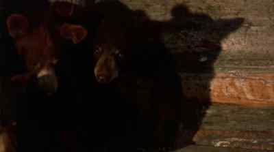 MAYBE I WAS PUSHING THEM
A LITTLE TOO HARD. - The Bears and I
