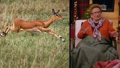 Maybe I'm a gazelle,
leaping through life. - Baking It