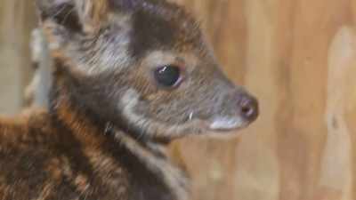 Maybe it's just a little bit
of tissue damage - Secrets of the Zoo