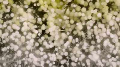 Maybe mycelium already are
the dominant species, - Fantastic Fungi