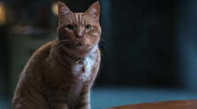 Maybe we need to
think outside the box. - Cats & Dogs 3: Paws Unite