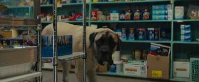 Maybe one more sniff, just to be sure. - A Dog's Journey