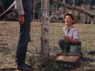 Maybe she
don´t like oats. - My Friend Flicka