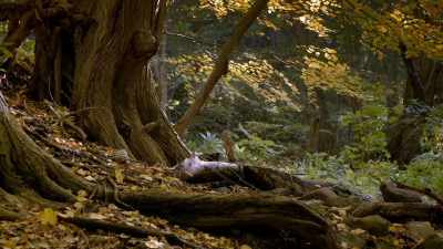 Maybe someone should put
a cute coffee place out there - When Nature Calls with Helen Mirren
