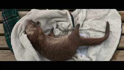 Maybe that's why she spends so
much time rubbing in my jacket - Billy & Molly: An Otter Love Story
