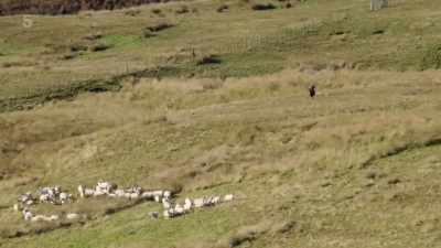Maybe the fact that
Raven has now left, - Our Yorkshire Farm