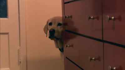 Maybe the storm is over. - The Dog Who Saved Halloween
