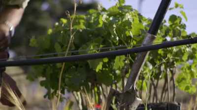 Maybe the wine gets put away
in someone's cellar for - Tin City
